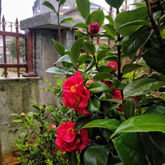 新邵县茶花树 140cm以上