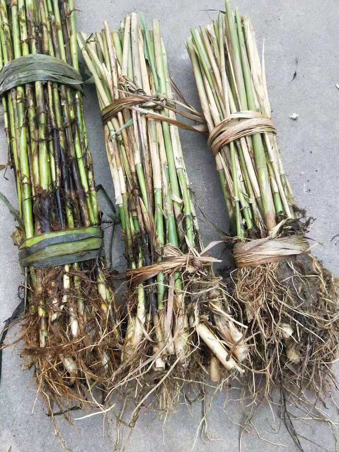 芦苇苗，景观绿化工程，全国销售