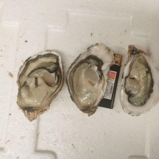 佛山三倍体生蚝2+ 肉体肥满 专人蚝地拿货 新鲜 专
