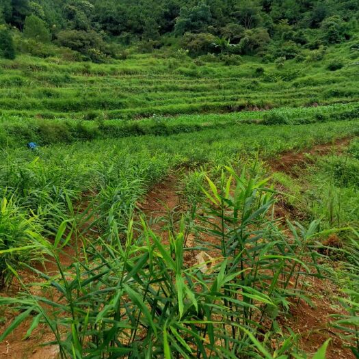百色大黄姜 大肉姜，种植土养丰富，个头鲜美，低价批发。