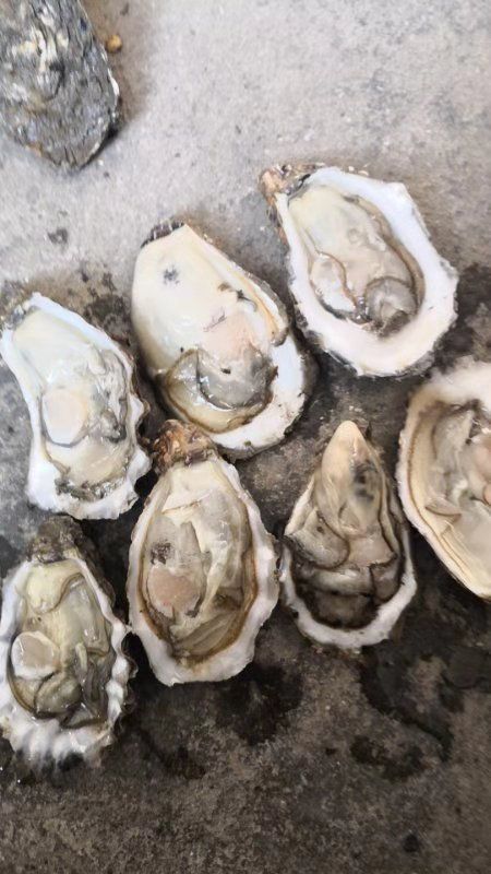 庄河市牡蛎  1-4规格的水洗通货！
