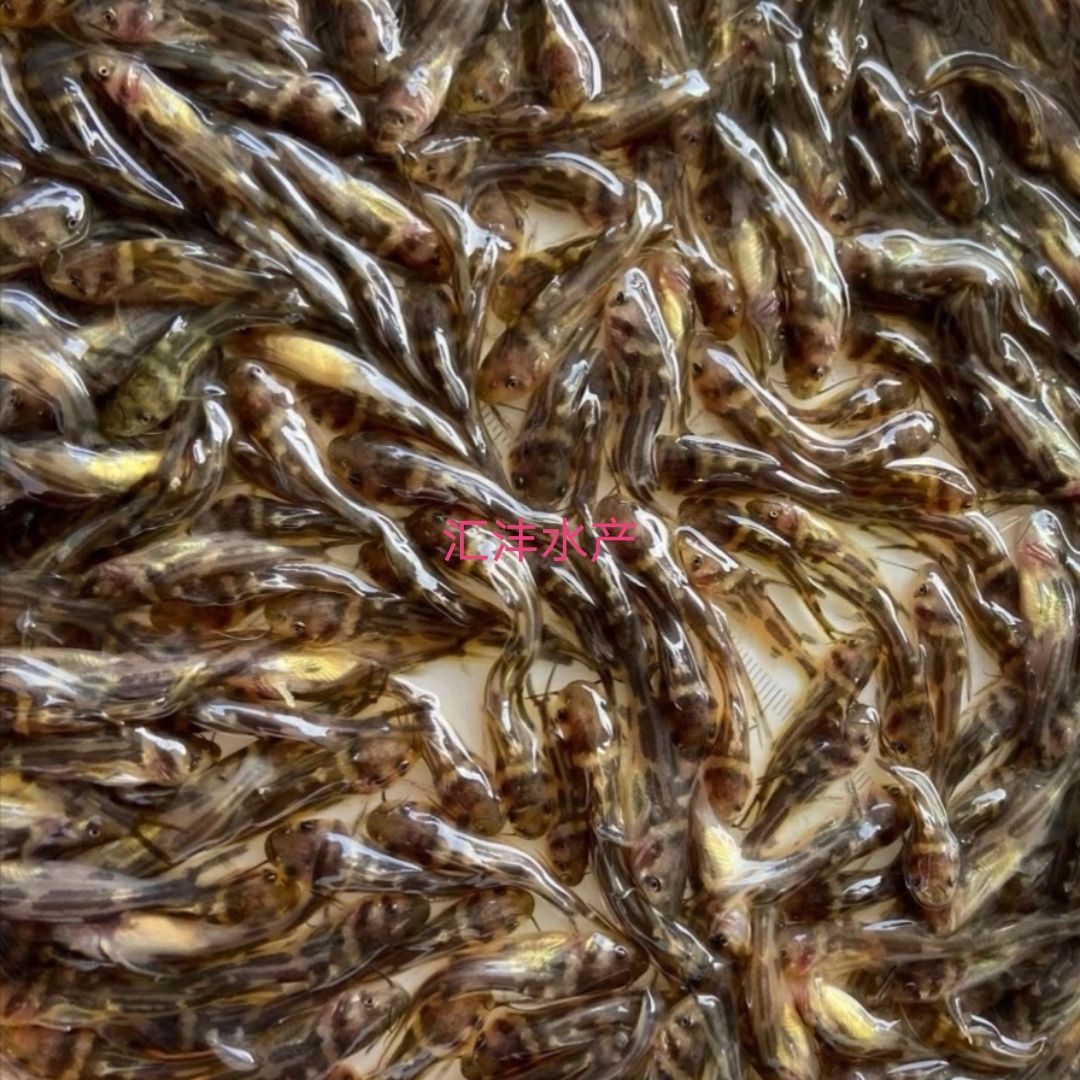 优良品种，红罗非 彩虹鲷 技术跟踪，全国发货！！