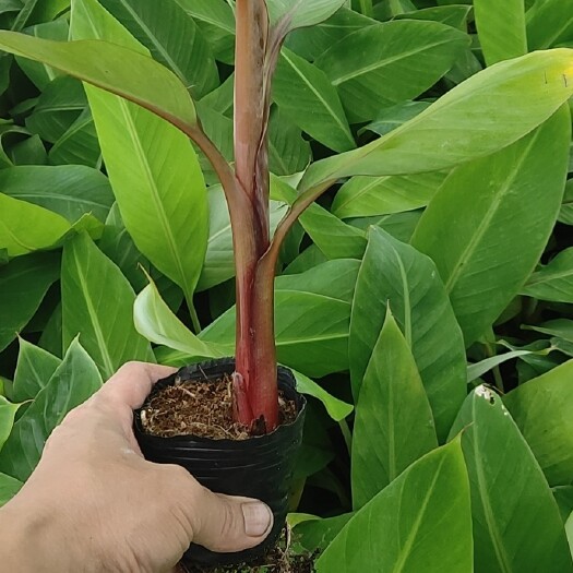 南宁南美香蕉苗  红香蕉苗、西贡粉蕉、金粉一号蕉苗、广粉蕉苗，威廉斯b6