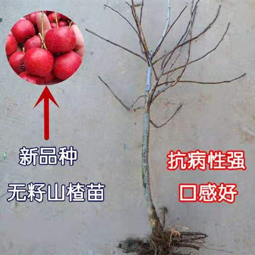 平邑县 大金星山楂树苗，果大，色好，口感浓郁适合南北种植盆栽