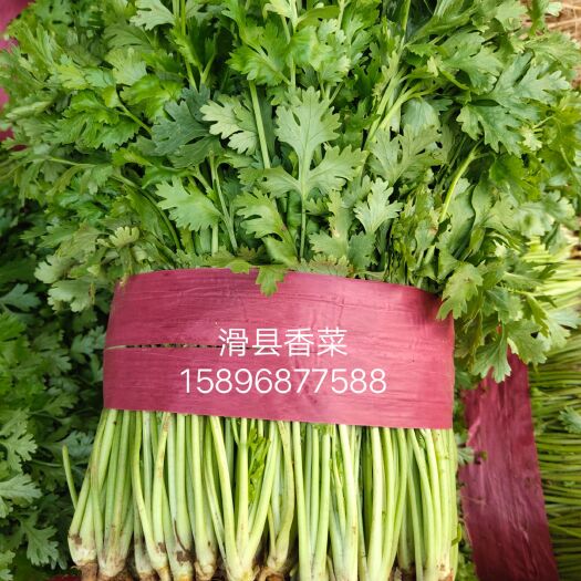 滑县大叶香菜