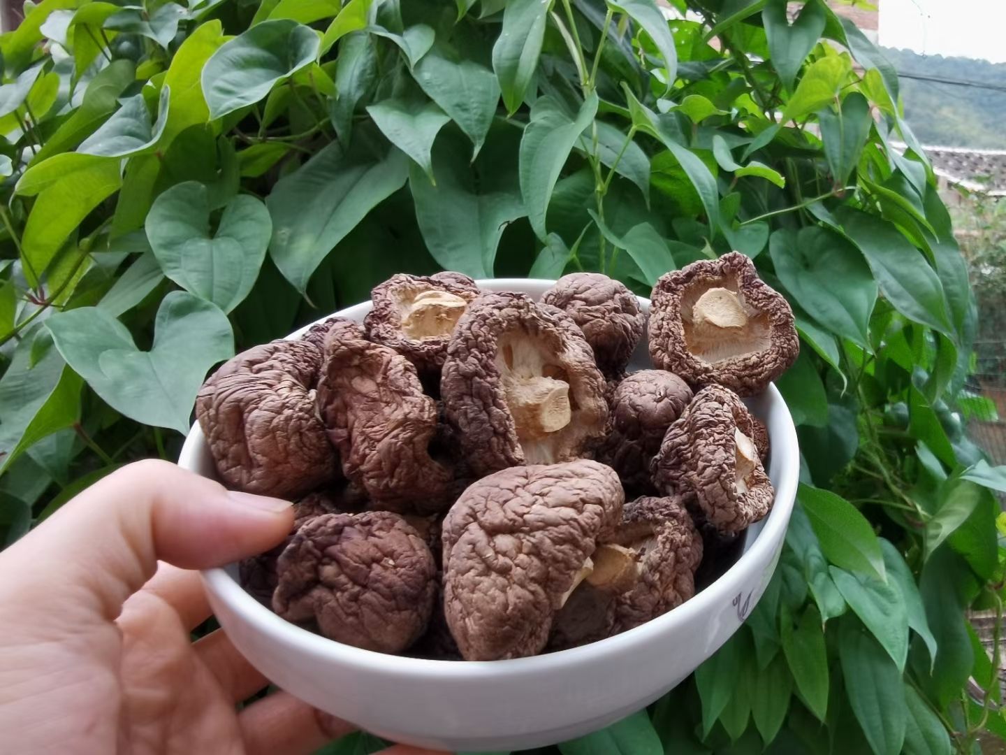  2020新货！福建干香菇，黑面菇，66烤菇，干香菇