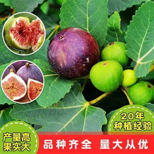 平邑县波姬红无花果苗 无花果苗波姬红无花果树苗基地直销盆载地载