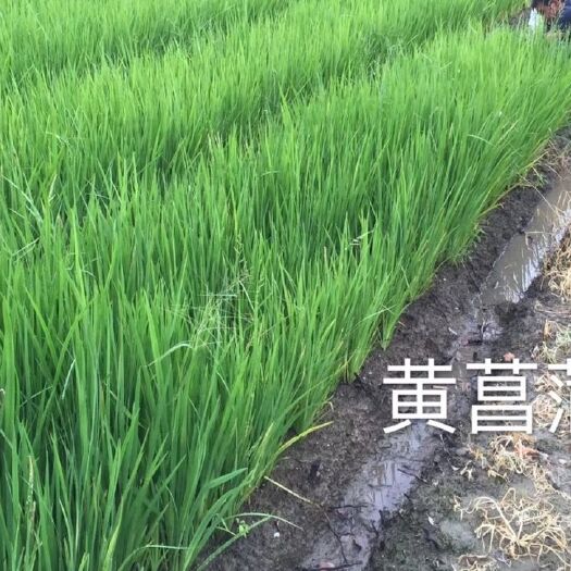 安新县水生鸢尾.荷花苗.千屈菜种苗.生态浮岛制作