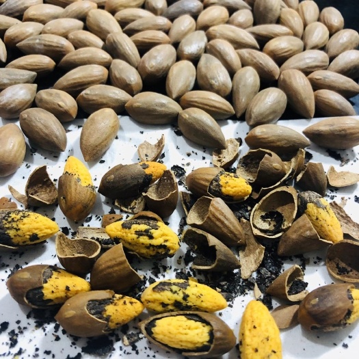 杭州 香榧