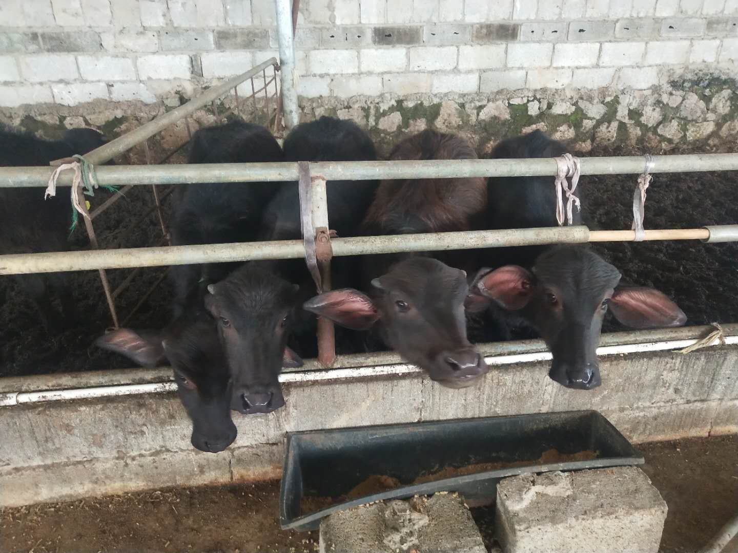纯种摩拉水牛，牛犊来源奶水牛场，种公牛出自水牛研究所。