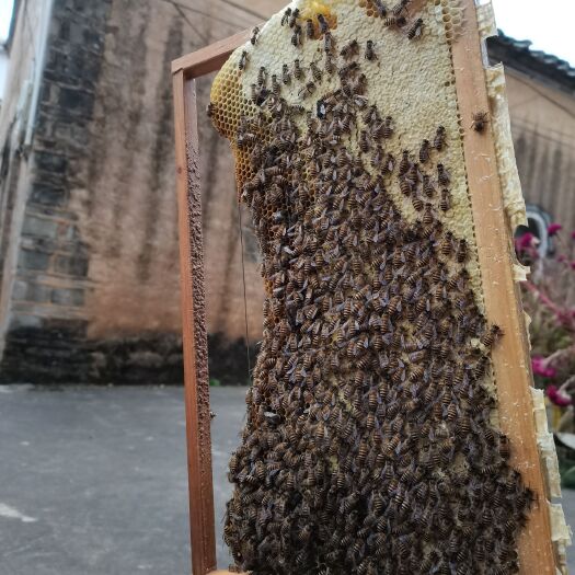 灌阳县百花蜜  蜂蜜