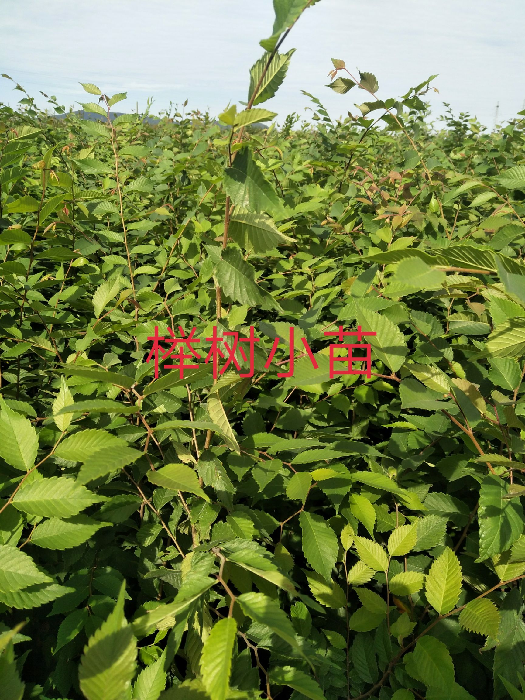 红榉  榉树小苗价格，上水苗木园批发