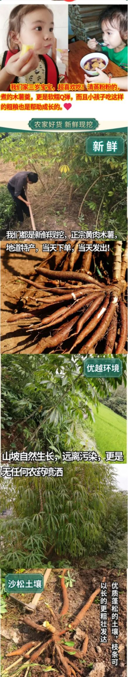 广西黄心板栗黄肉糯米木薯水果黄肉木薯剥皮真空包装螺蛳粉甜品店