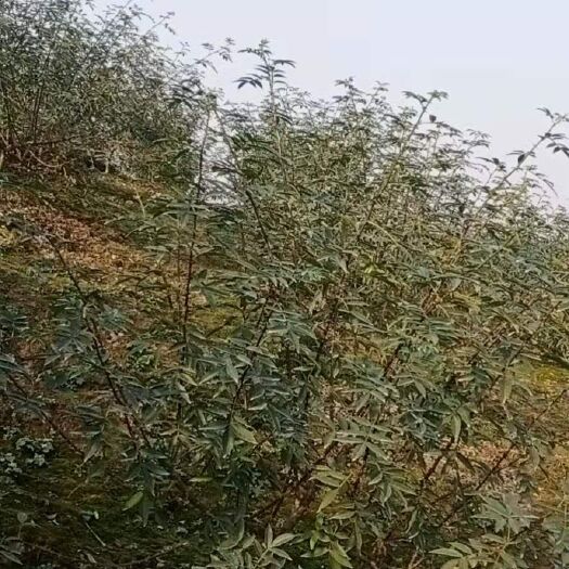 合江县青花椒 一级 干花椒