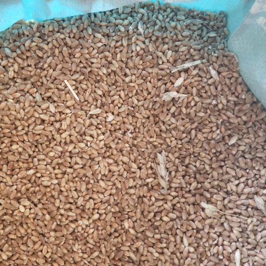 隆尧县小麦粉 河北省隆尧县出售2020年02-1优质小麦