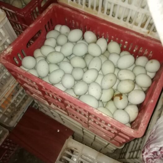 无铅皮蛋