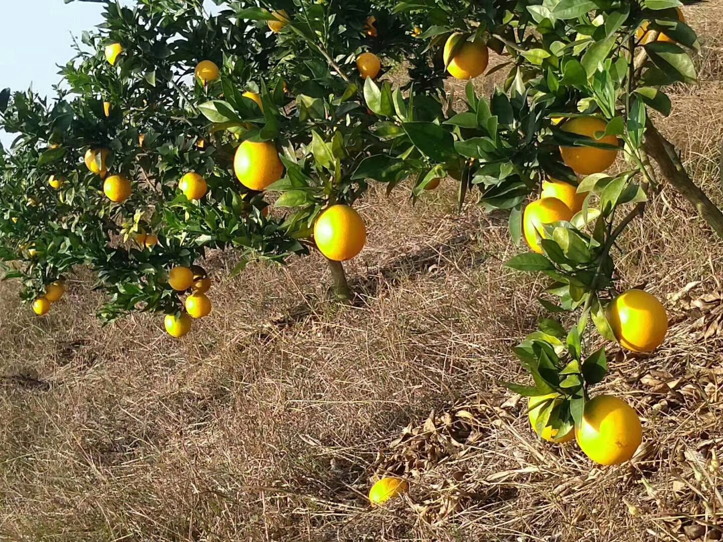 农夫山泉17.5°橙 80-85mm 