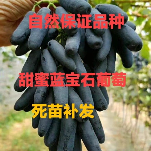 平邑县蓝宝石葡萄苗 蓝宝石葡萄树苗 现挖现发 保证品种基地直销