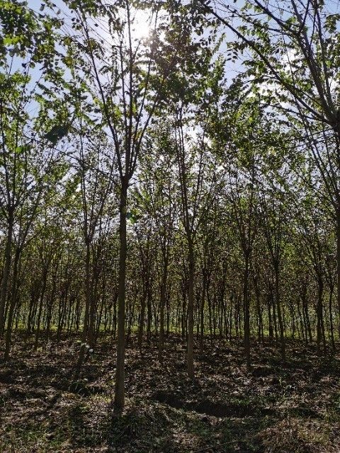 3公分青檀树 4公分青檀树 檀木 中国青檀树原产地