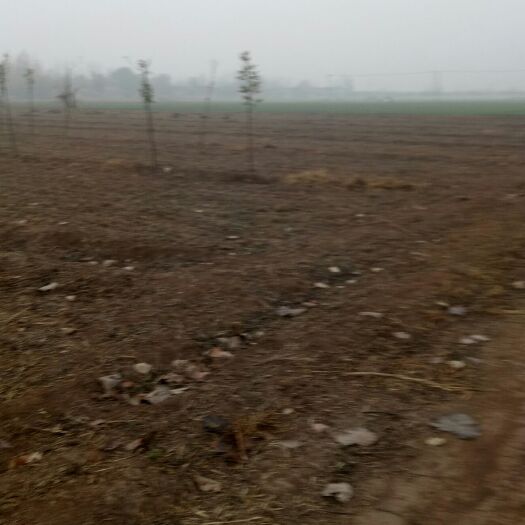 菏泽 地块平整，交通方便水电齐全，适合苗圃牡丹栽培农作物种植，