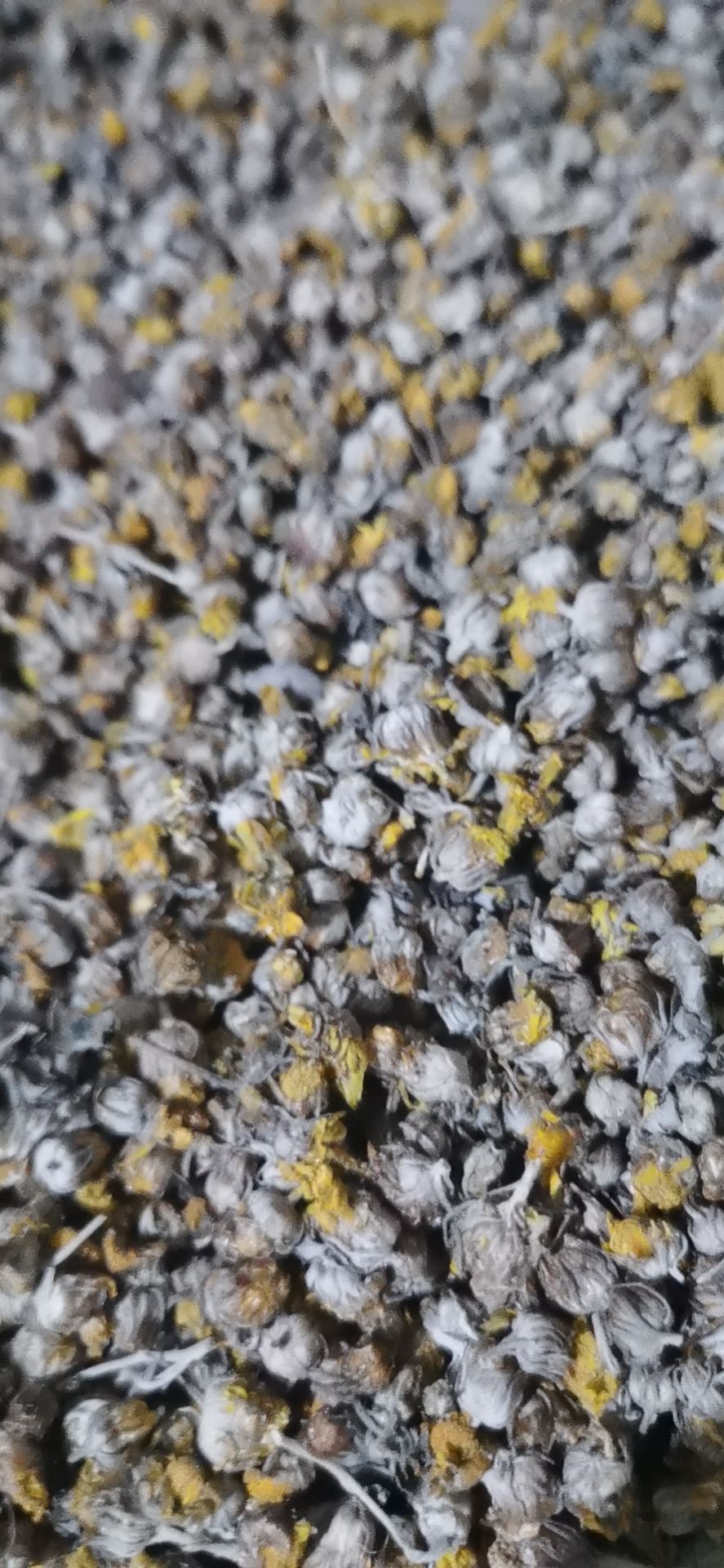 干野菊花  2020新货农户加工炒后晒泡茶喝