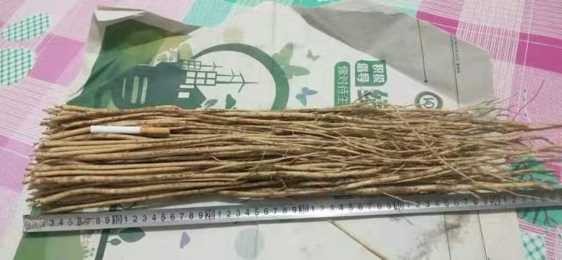 敖汉旗 黄芪苗子