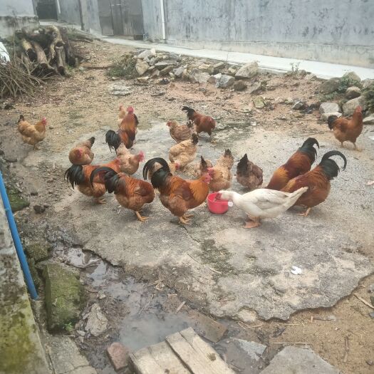 土鸡 散养稻香鸡，纯稻谷喂养，做白切鸡最清甜