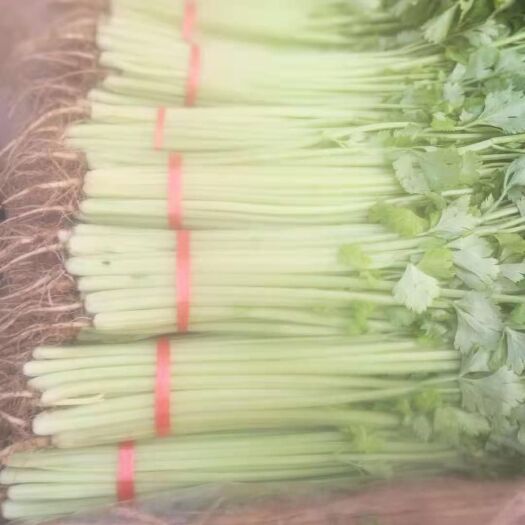 砀山县刺芹  砀山各种芹菜大量上，货源多质量好，价格低，欢迎选购。