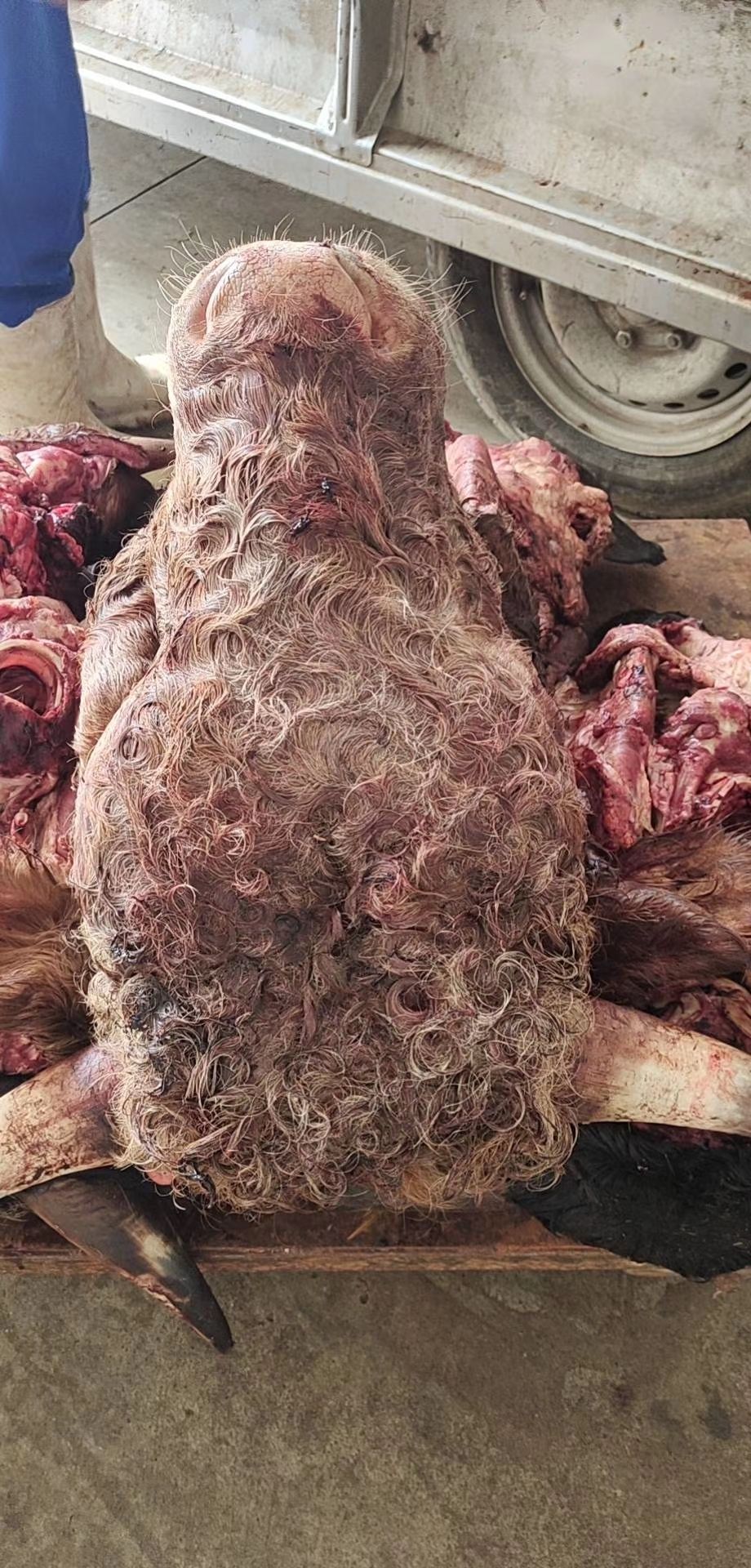 牛头  常年有货，大量批发