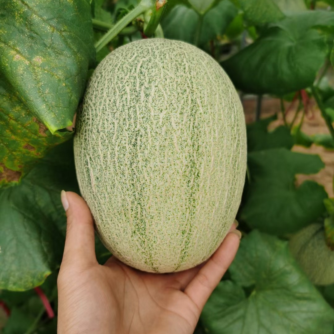 精品海南哈密瓜海南晓蜜25号实力代办可视频看货