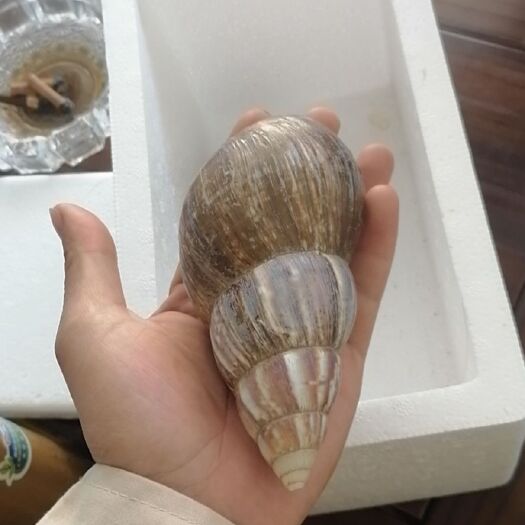 罗定市 宠物蜗牛，特种蜗牛王，白玉蜗牛宠物