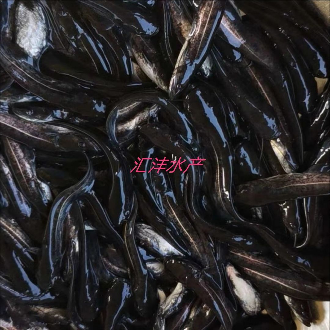 大口鯰魚(yú)苗  雜交大口鯰，品質(zhì)優(yōu)良，全國(guó)發(fā)貨?。? title=