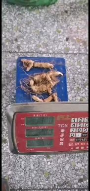 韩城市鸡头黄精  纯手选山货，大货