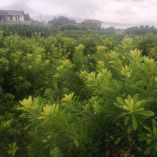 新邵县东魁杨梅树苗 