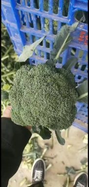 优秀西兰花