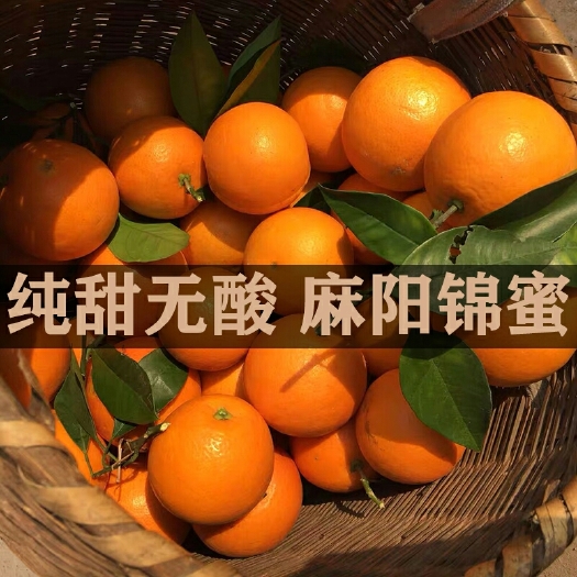 麻阳县中国冰糖橙之都.麻阳锦蜜冰糖橙.