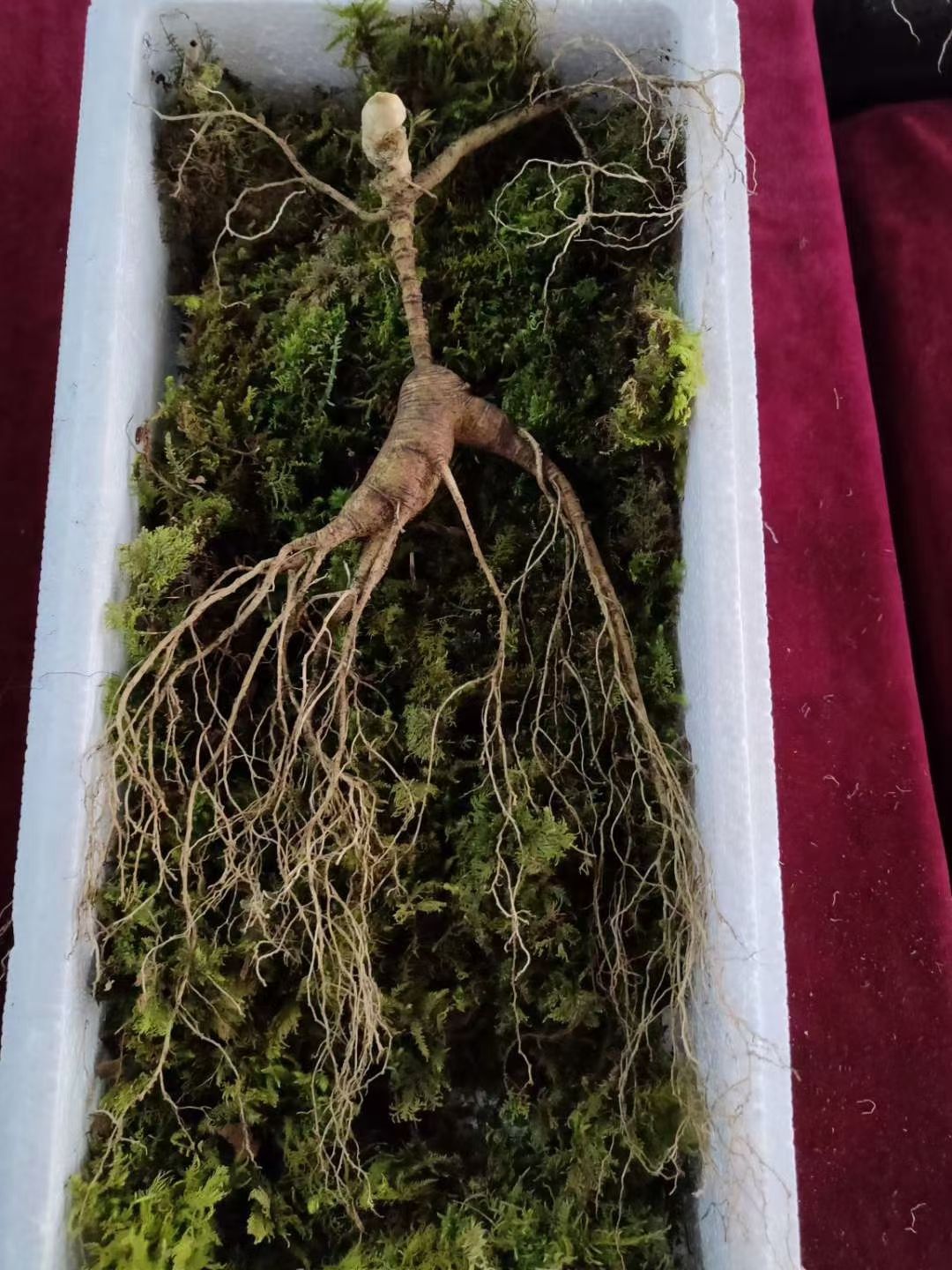 长白山鲜林下参，籽货年头足，参形有灵气，价值极 高