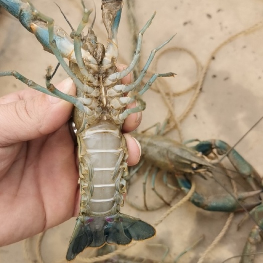 开平市澳洲淡水小龙虾