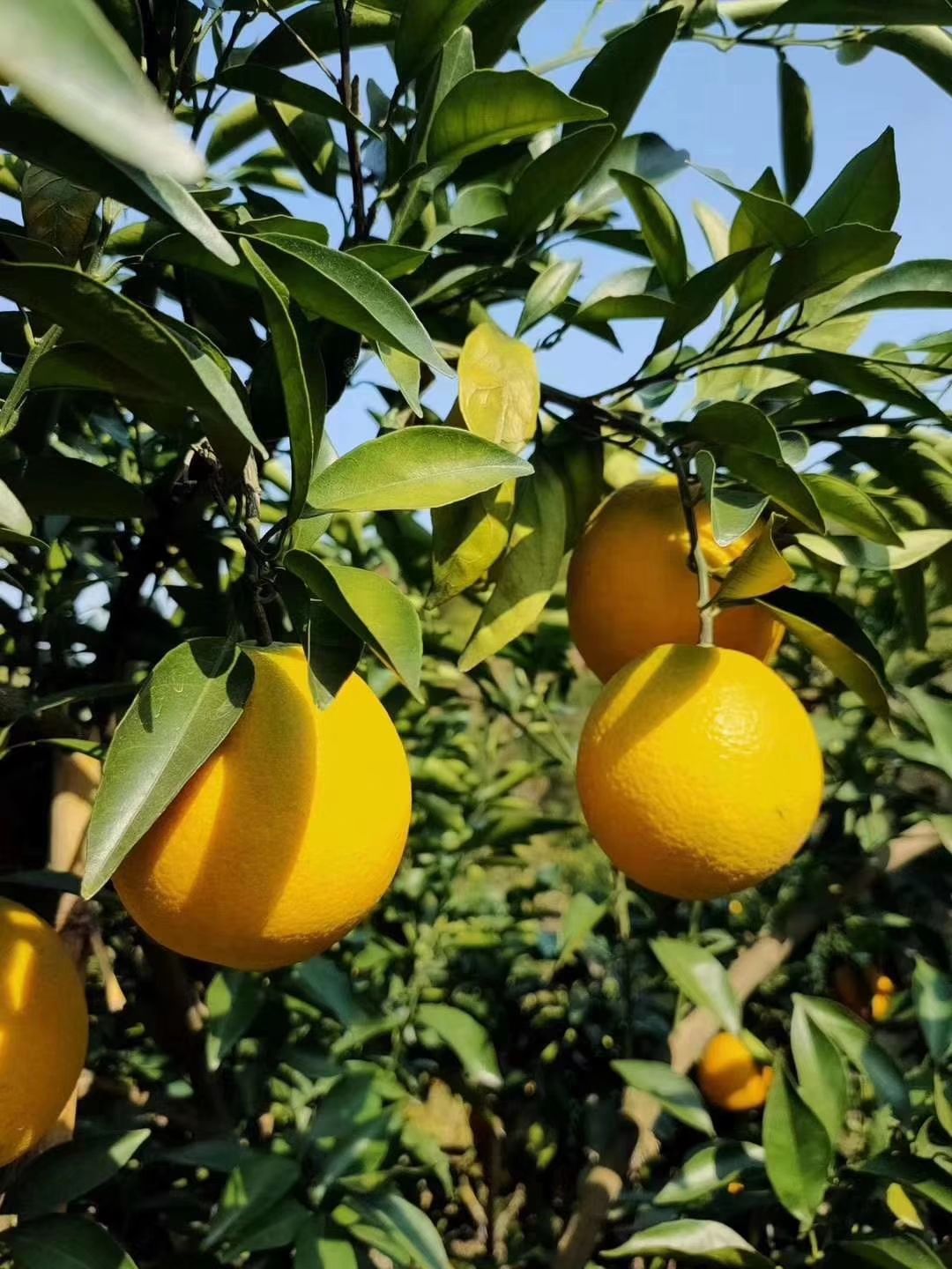 ??贛南臍橙，自家果園，用的是農(nóng)家肥，不打甜蜜素，不打蠟