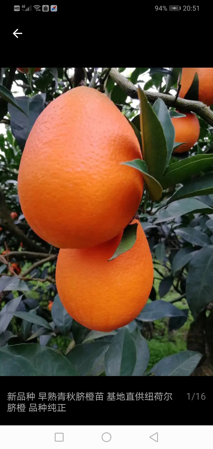 大分一号柑桔苗  特早密桔价大芬一号，大芬四号