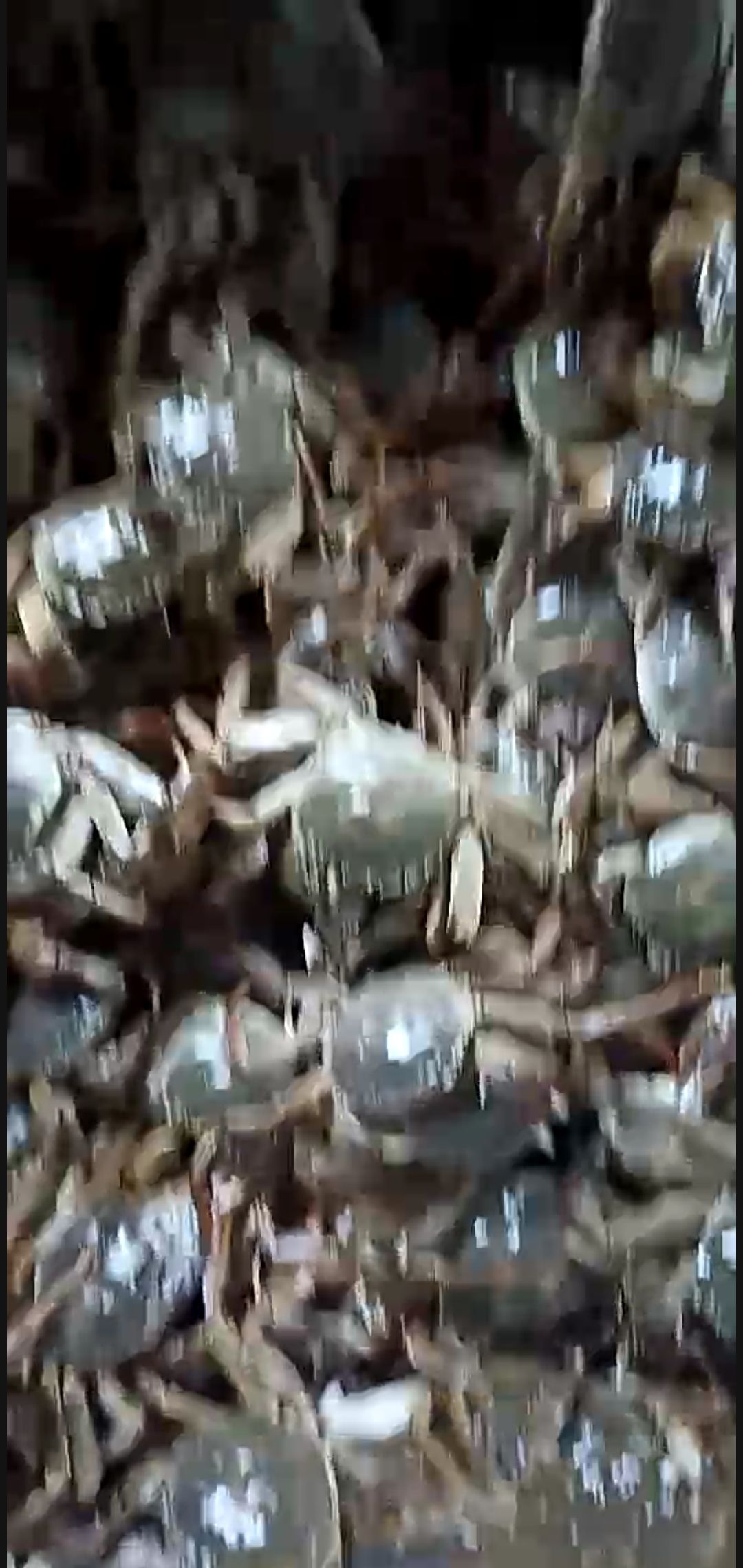 监利市大闸蟹  洪湖西岸监利清水蟹【2.5-3.0两母蟹】