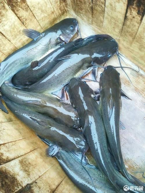 自贡叉尾鮰鱼  自家养殖的斑点叉尾鮰，产品非常好