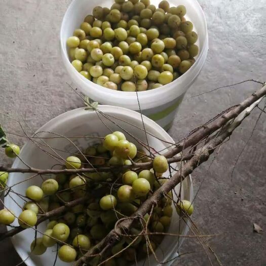 灵山县余甘果苗  余甘果嫁接苗产量高挂果快