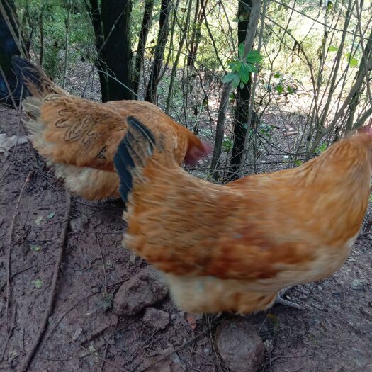 犍为县纯粮食散养土鸡蛋
