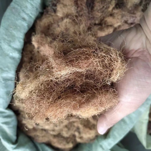 亳州玉米须