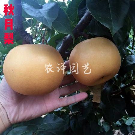 平度市秋月梨树苗  超甜晚熟梨树苗新品种 脆甜无渣基地批发
