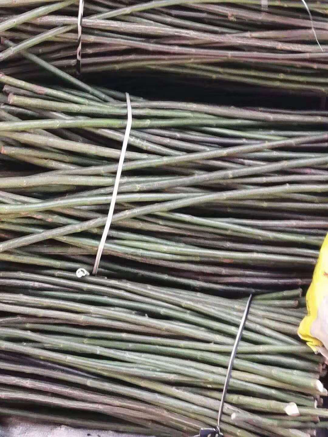 无刺蔷薇  蔷薇杆，小青杆，批发嫁接棒棒糖