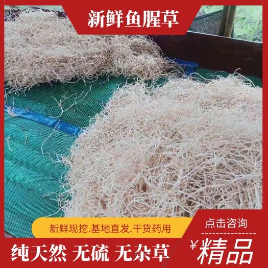 凤凰县白茎鱼腥草  精品鱼腥草，产地开挖，价格优，质量保。欢迎实地考察。
