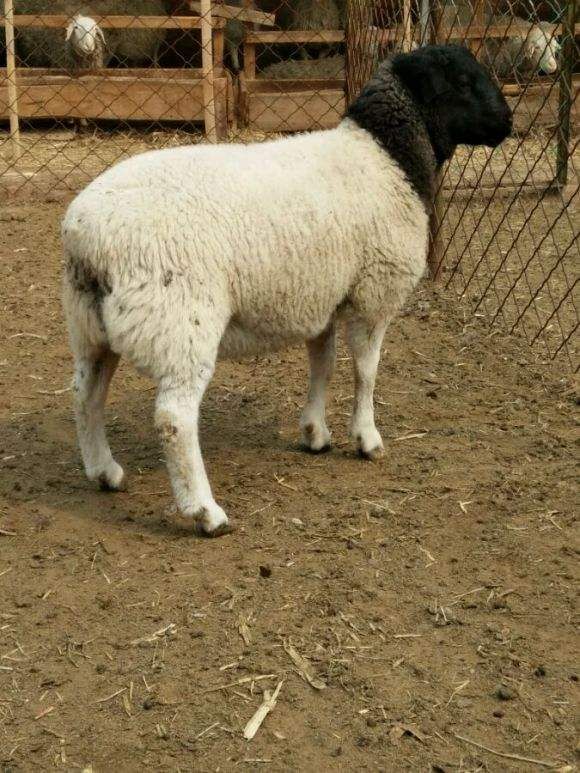 杜泊羊 精品杜波 黑头杜波一胎二胎怀孕种公羊出售