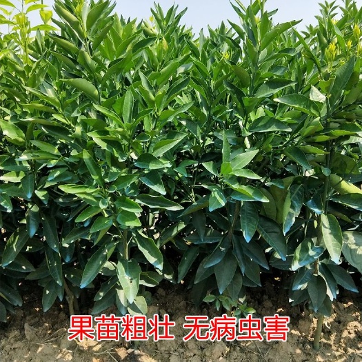简阳市塔罗科血橙苗四川苗木苗圃基地直发优质果苗批发零售